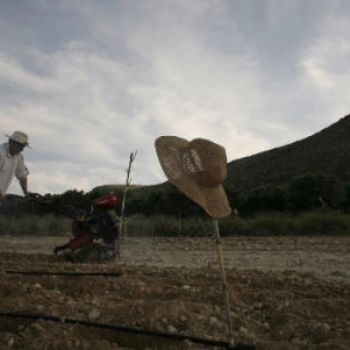 Ενας αγρότης με πτυχίο από το Columbia: Χαρίδημος Λαουμτζής