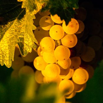 Viognier