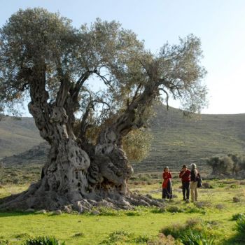 Ισπανοί επιστήμονες αποκωδικοποίησαν το DNA της ελιάς