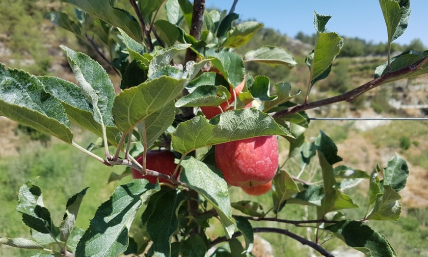 Η γραμμική καλλιέργεια μονόκλωνης μηλιάς είναι μια νέα μέθοδος που επικρατεί τώρα στο εξωτερικό.