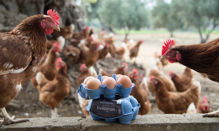 Οι κότες παρατηρούν τα αβγά τους μέσα στη συσκευασία