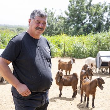 Βραβείο Χαλλουμιού - ΤΟ ΑΝΩΥΡΚΑΤΙΚΟ, ΑΓΡΟΚΤΗΜΑ ΣΤΑΛΙΕΣ