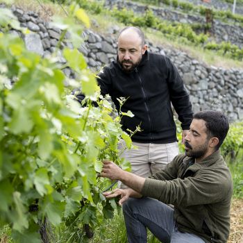 Βραβείο Λευκού Όινου SAUVIGNON BLANC 2025 - ΟΙΝΟΠΟΙΕΙΟ ΤΣΙΑΚΚΑΣ 